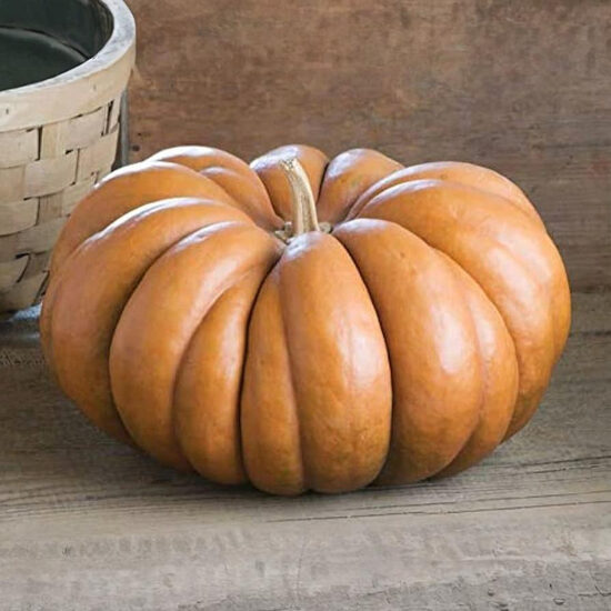 Franču muskatķirbis